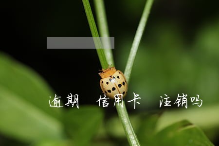 逾期 信用卡 注销吗 逾期 信用卡 注销吗